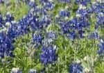 This is a field of bluebonnet in Austin Texas.